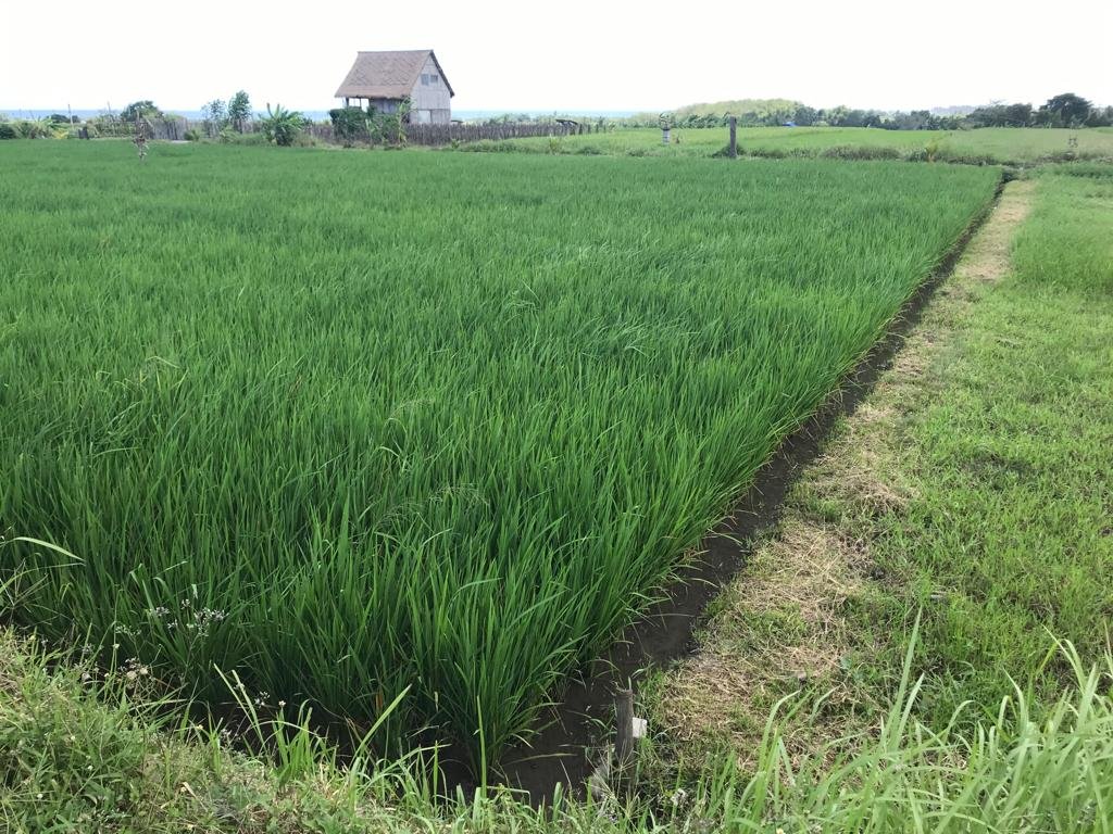 Dijual Tanah Kosong View Sawah, Gunung , Laut di Pantai Kelating, Tabanan, Bali - 2