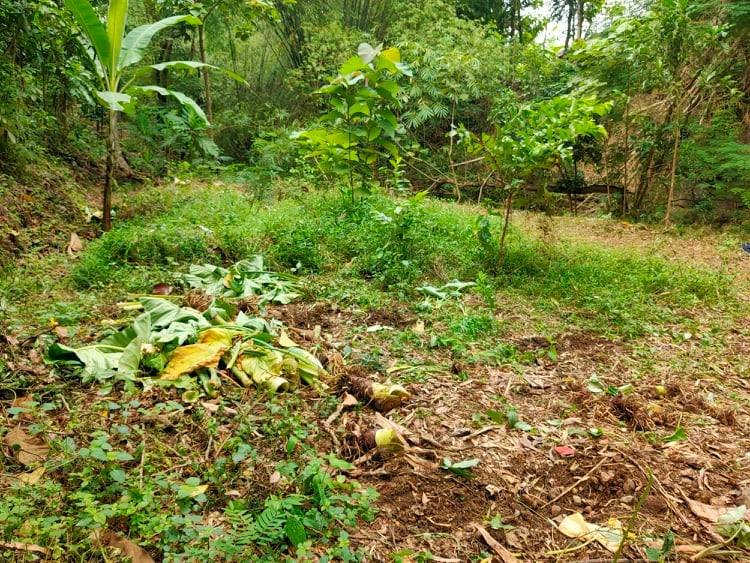 Dijual Tanah Subur 45Jt Kedawung Sragen - 2