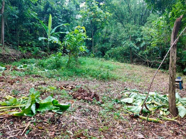 Dijual Tanah Subur 45Jt Kedawung Sragen - 4