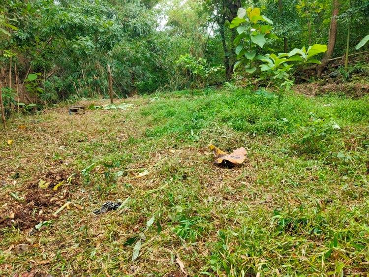 Dijual Tanah Subur 45Jt Kedawung Sragen - 3
