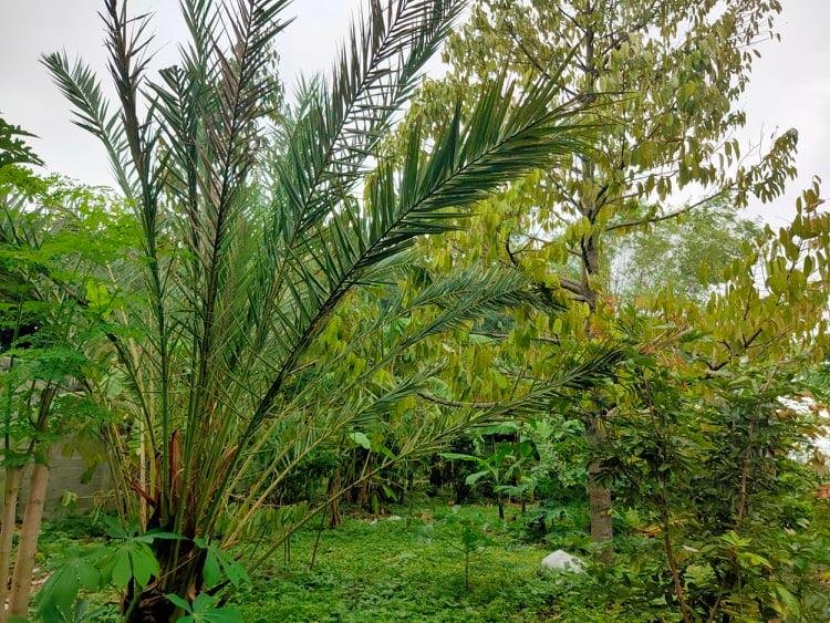 Dijual Tanah Kebun Buah View Persawahan Kedawung Sragen - 3