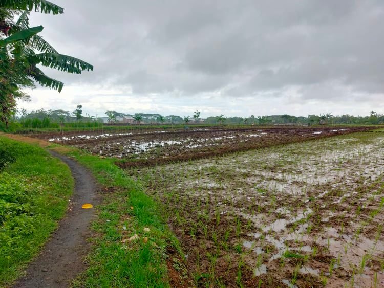 Dijual Tanah Kebun Buah View Persawahan Kedawung Sragen - 4