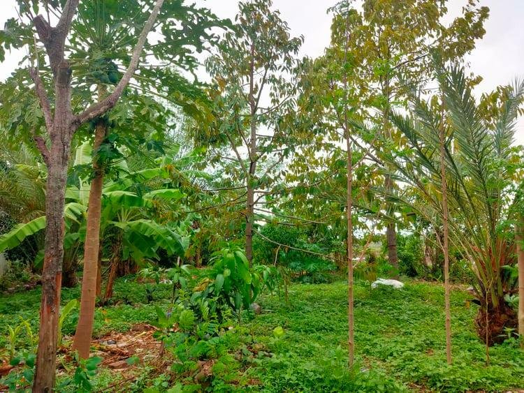 Dijual Tanah Kebun Buah View Persawahan Kedawung Sragen - 2