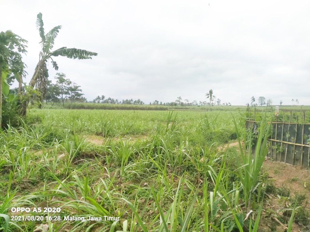 Jual Tanah Luas Strategis di Malang Dekat Kantor Bupati Malang dan Pasar Gondanglegi - 2