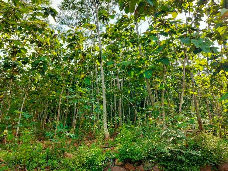Dijual Tanah Super Datar 1500m² Kerjo Karanganyar - 5