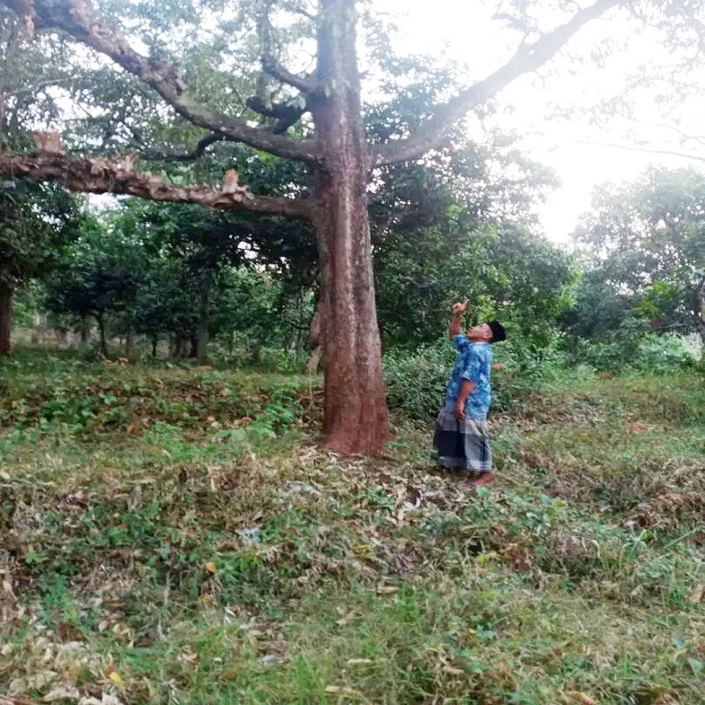 Jual Tanah Tambang Batu di Pasrepan Pasuruan Cocok Untuk Tambang Batu dan Kebun Durian - 2