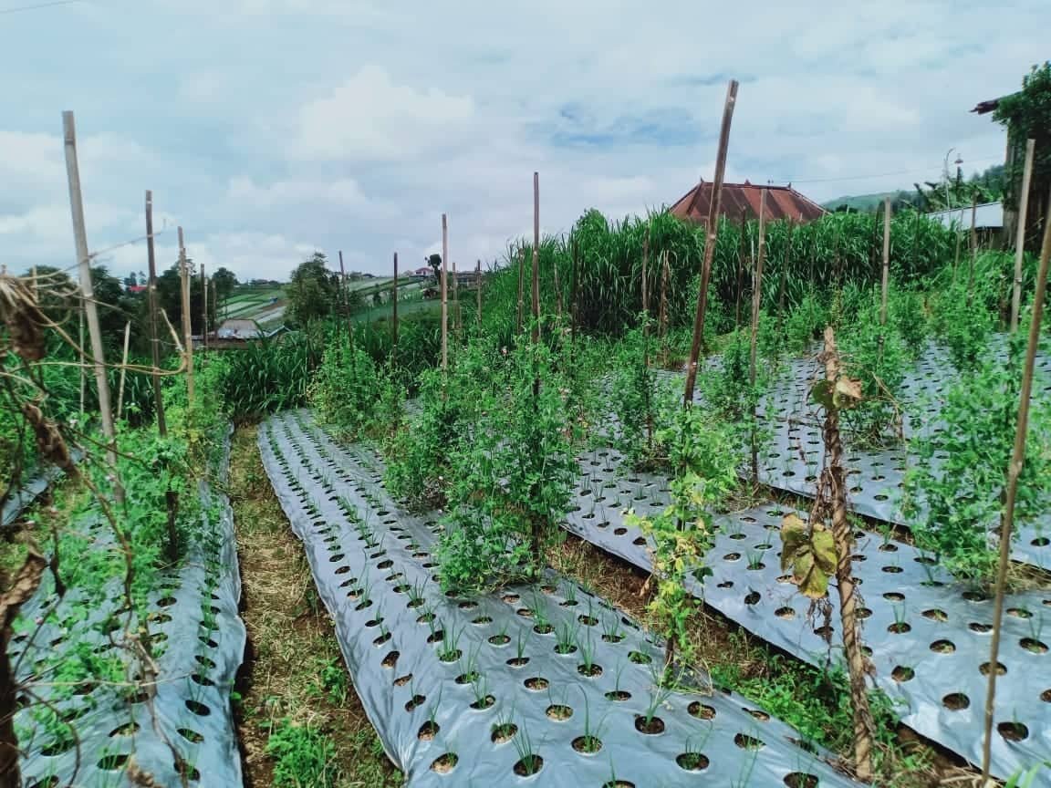 Dijual Tanah 345m² Kemuning Ngargoyoso Karanganyar - 6