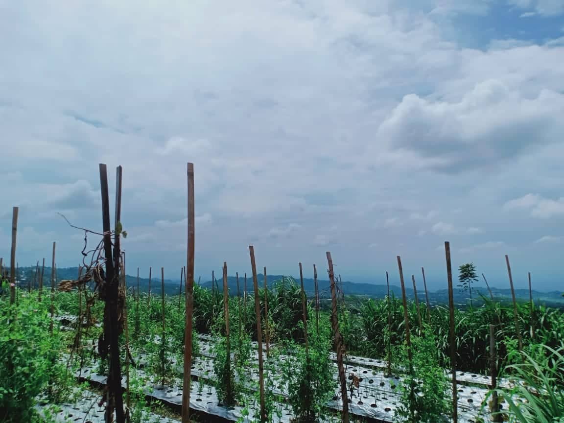 Dijual Tanah 345m² Kemuning Ngargoyoso Karanganyar - 8