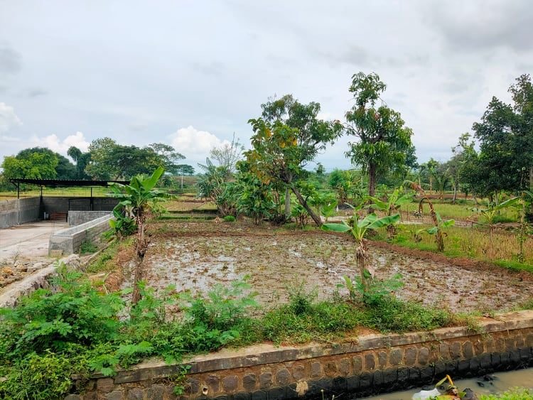 Dijual Tanah 750m²  Bonus Bangunan Jirapan Suroboyo Sragen - 3