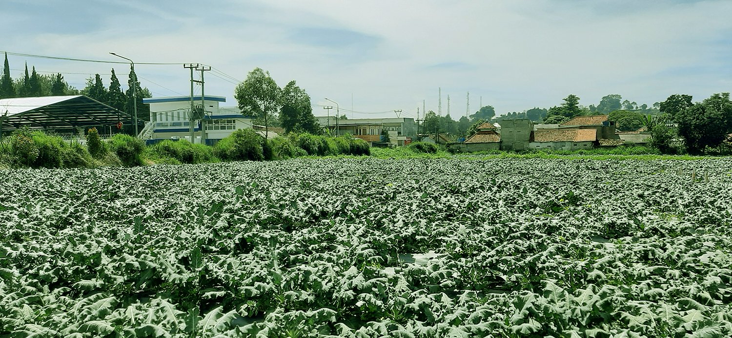 TANAH KOMERSIAL DI LEMBANG BANDUNG - 4