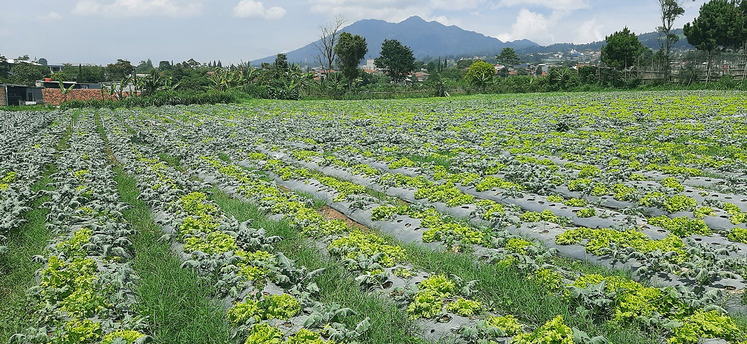 TANAH KOMERSIAL DI LEMBANG BANDUNG - 5