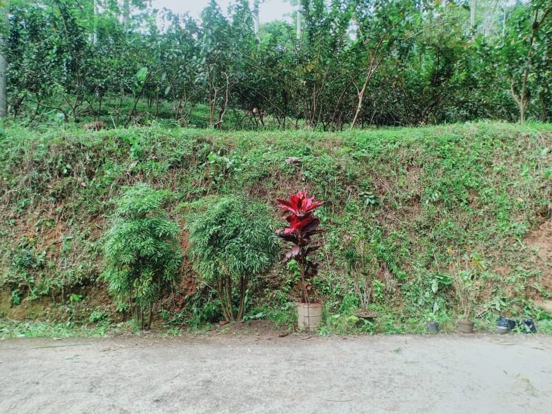 Tanah Kebun Jambu di Kota Wisata Ngargoyoso Karanganyar - 5