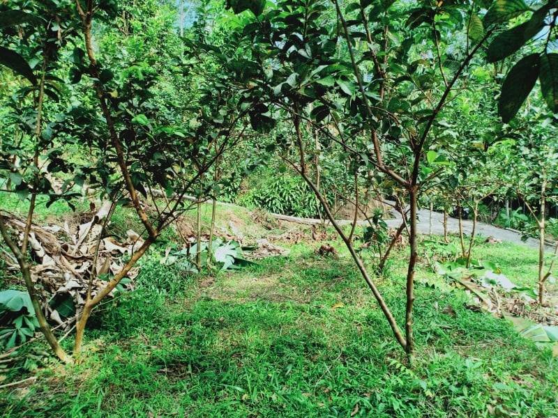 Tanah Kebun Jambu di Kota Wisata Ngargoyoso Karanganyar - 3