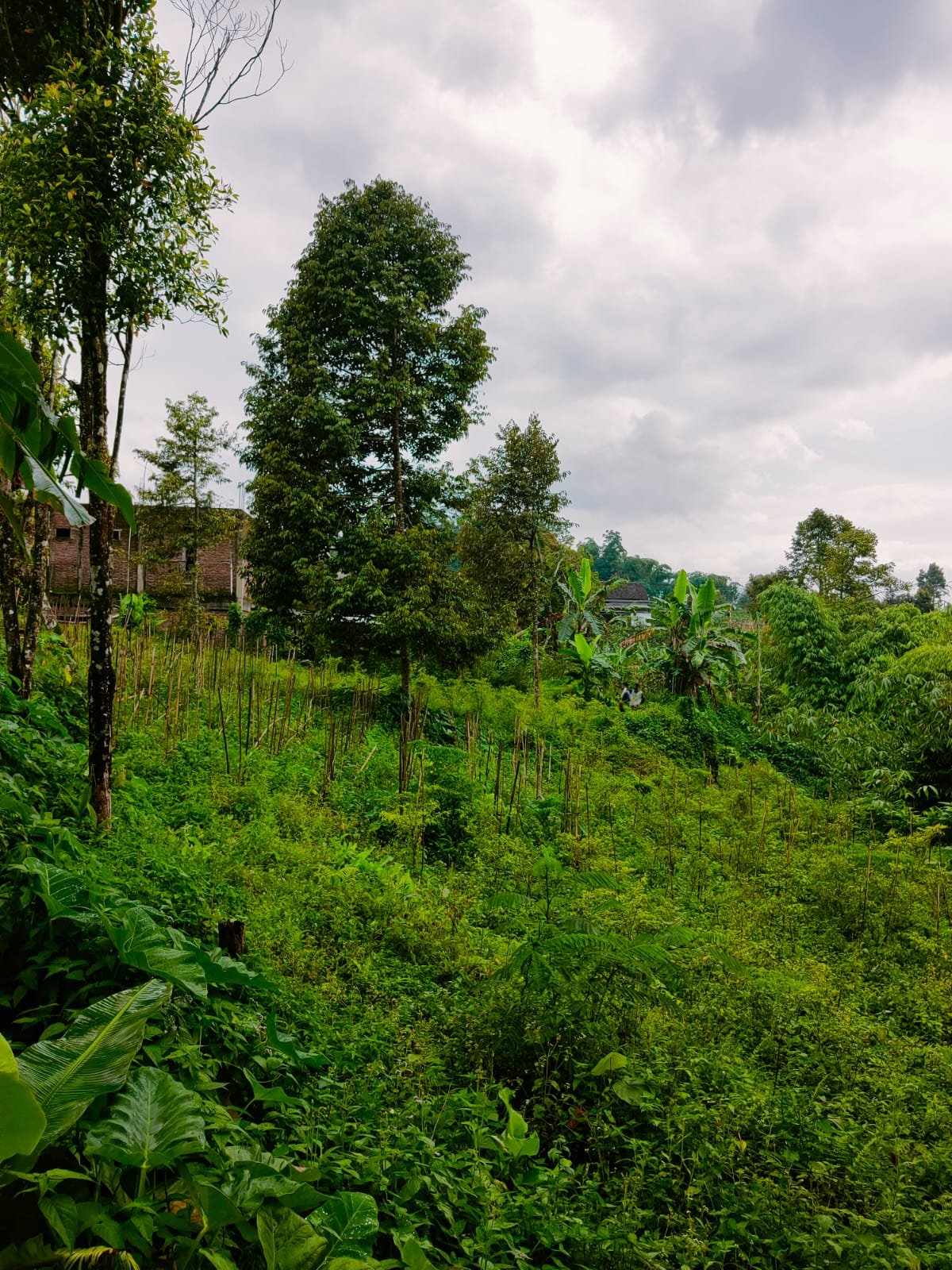 Dijual Tanah Cocok untuk Kebun Buah Ngargoyoso Karanganyar - 2