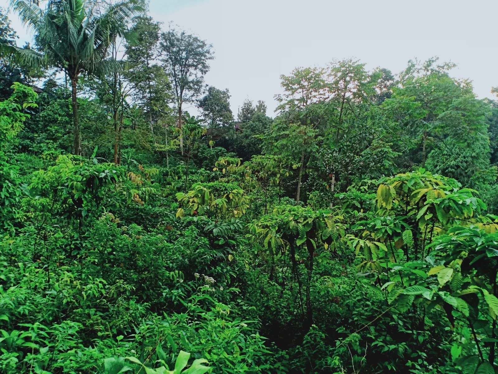 Dijual Tanah Cocok untuk Kebun Buah Ngargoyoso Karanganyar - 5