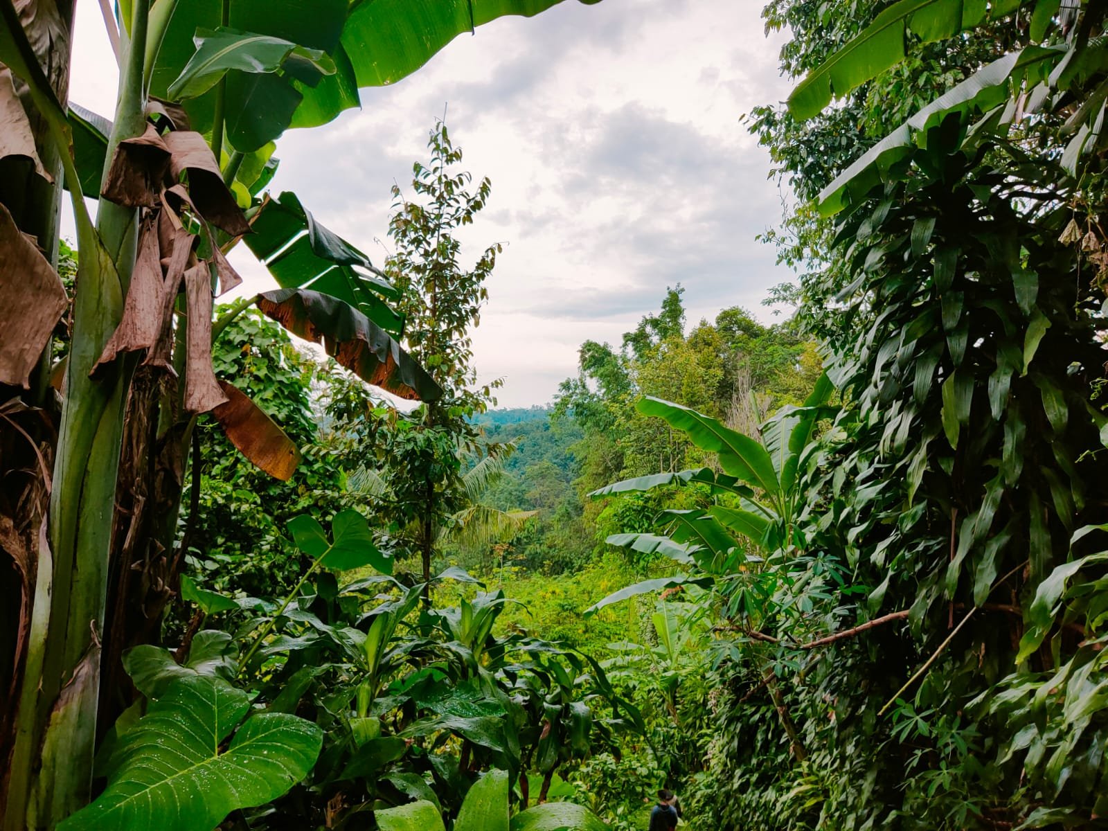 Dijual Tanah Cocok untuk Kebun Buah Ngargoyoso Karanganyar - 4