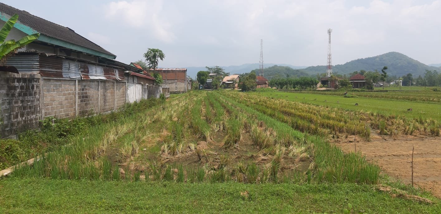 Dijual Murah Tanah Sawah Tengah Kota Pacitan - 3