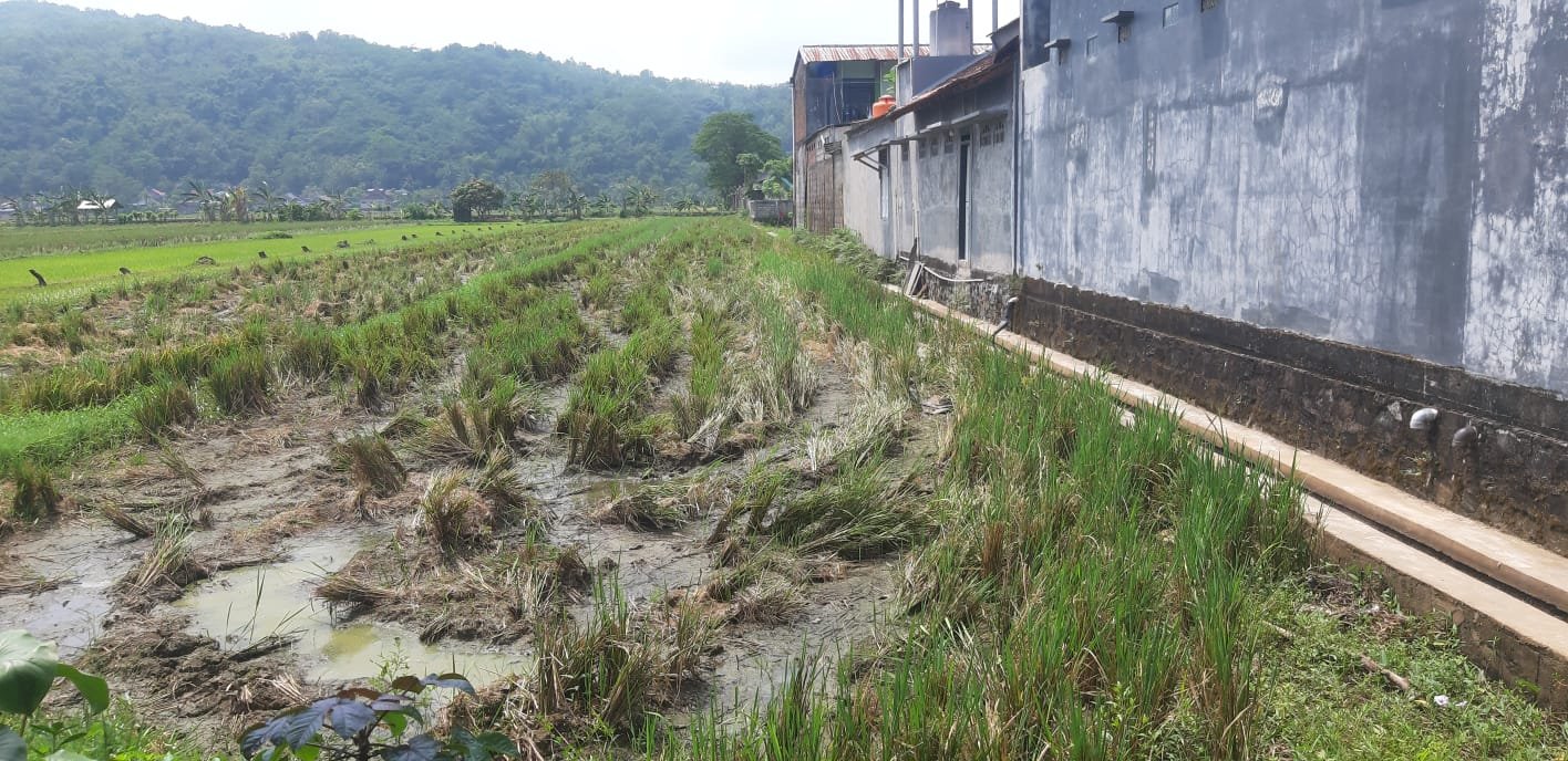 Dijual Murah Tanah Sawah Tengah Kota Pacitan - 5