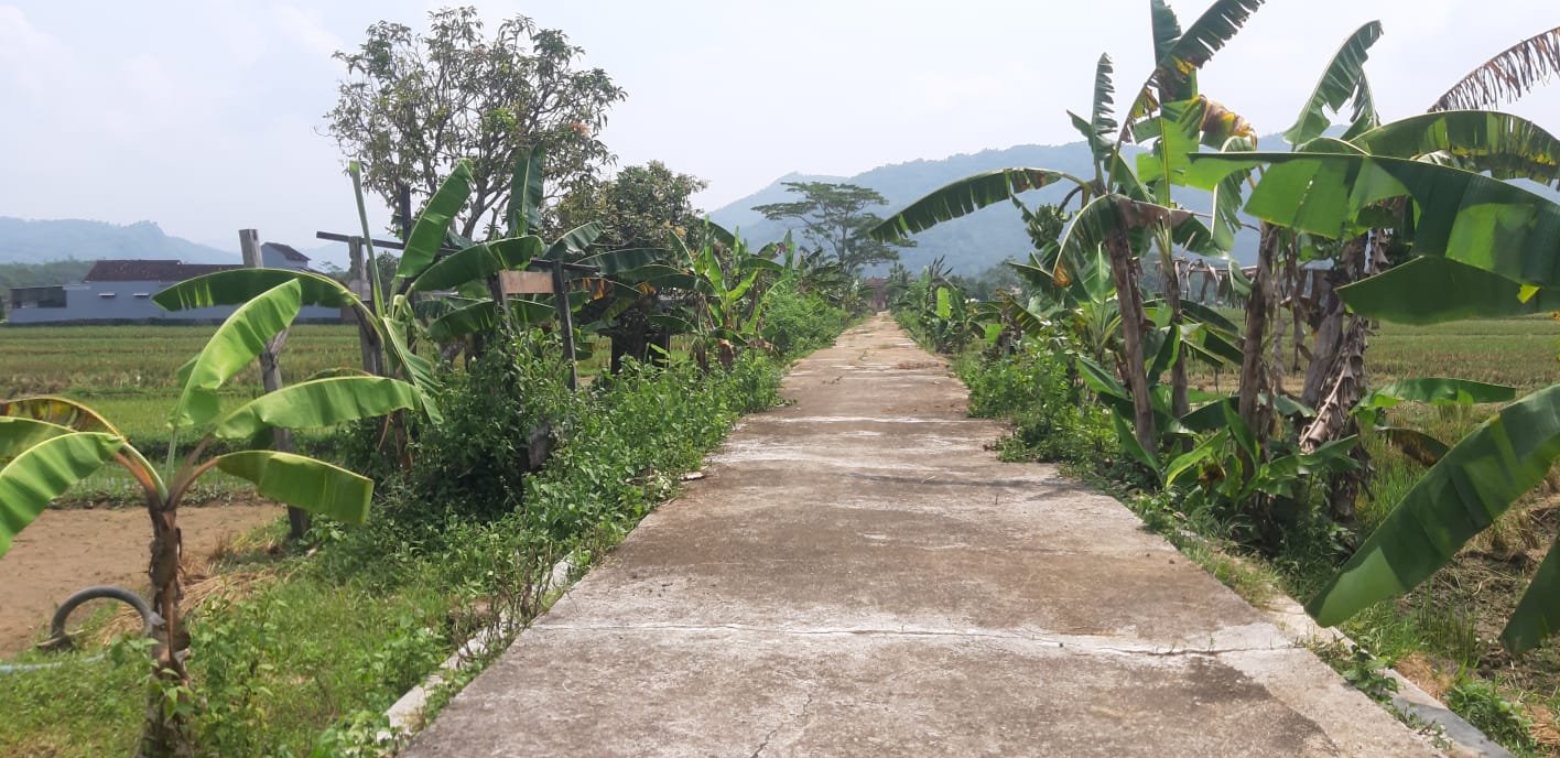 Dijual Murah Tanah Sawah Tengah Kota Pacitan - 7
