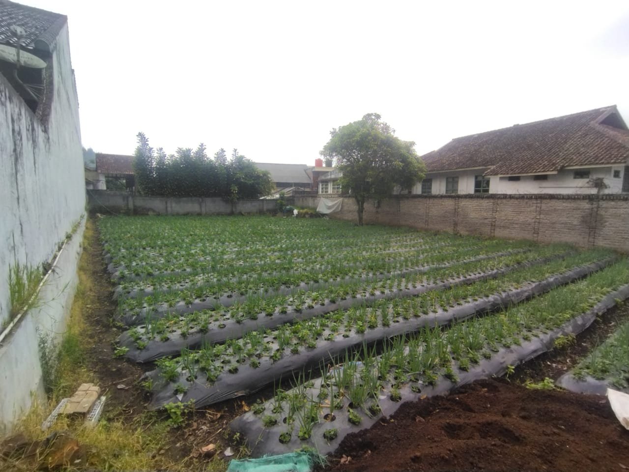 TANAH UNTUK TEMPAT TINGGAL NYAMAN DI SEKITAR BOSCHA LEMBANG - 10