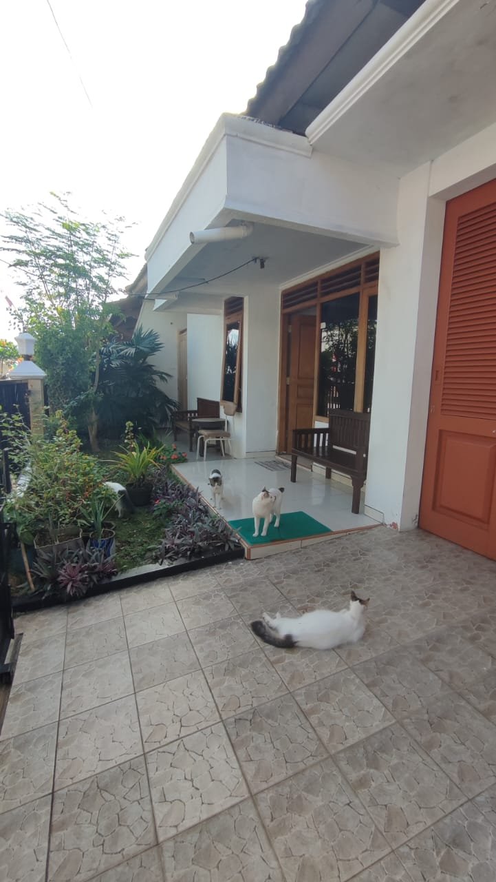 DIJUAL RIMAU DI PERUMAHAN WALITELON ASRI TEMANGGUNG - 3