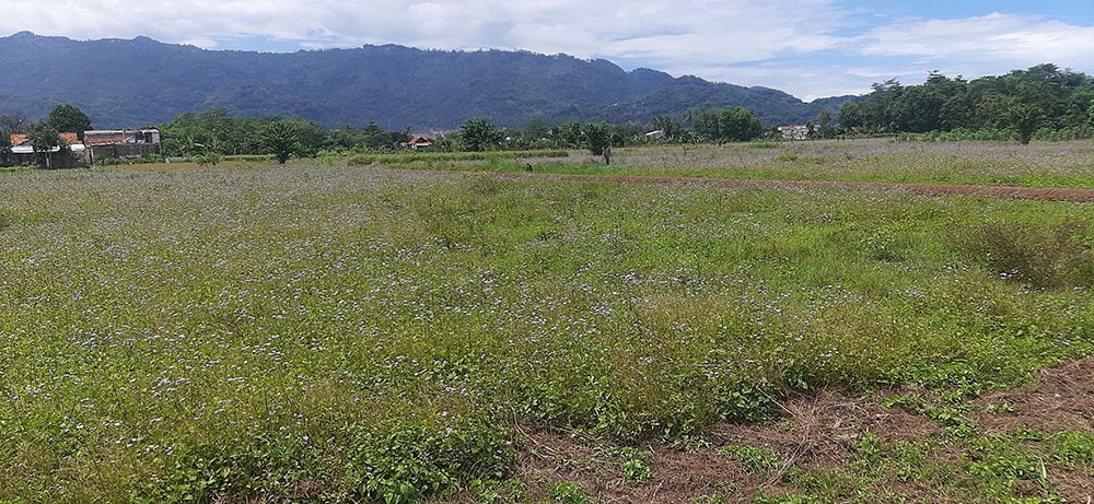 TANAH UNTUK PERUMAHAN ATAU PERMUKIMAN DI CIHAMPELAS BATUJAJAR - 4
