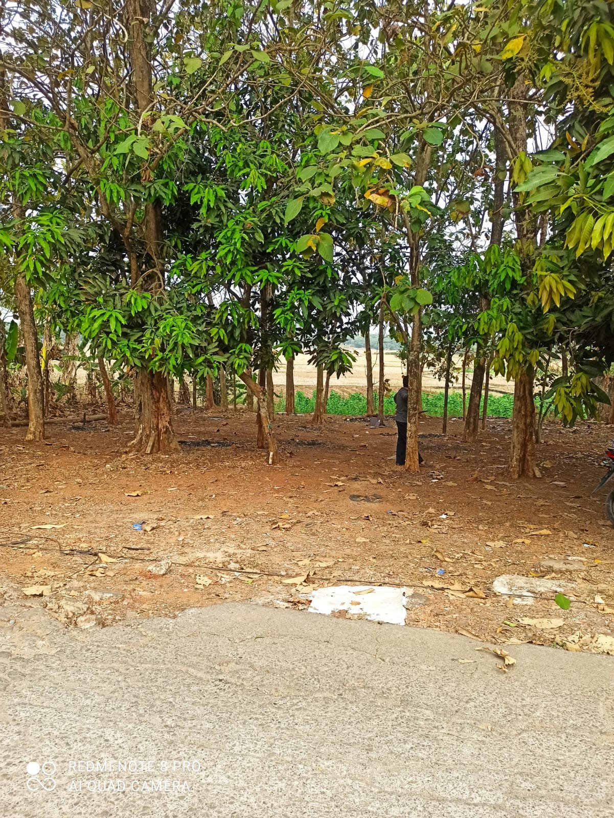 DIJUAL CEPAT TANAH PLUS POHON JATI TANPA PELANTARA. - 6