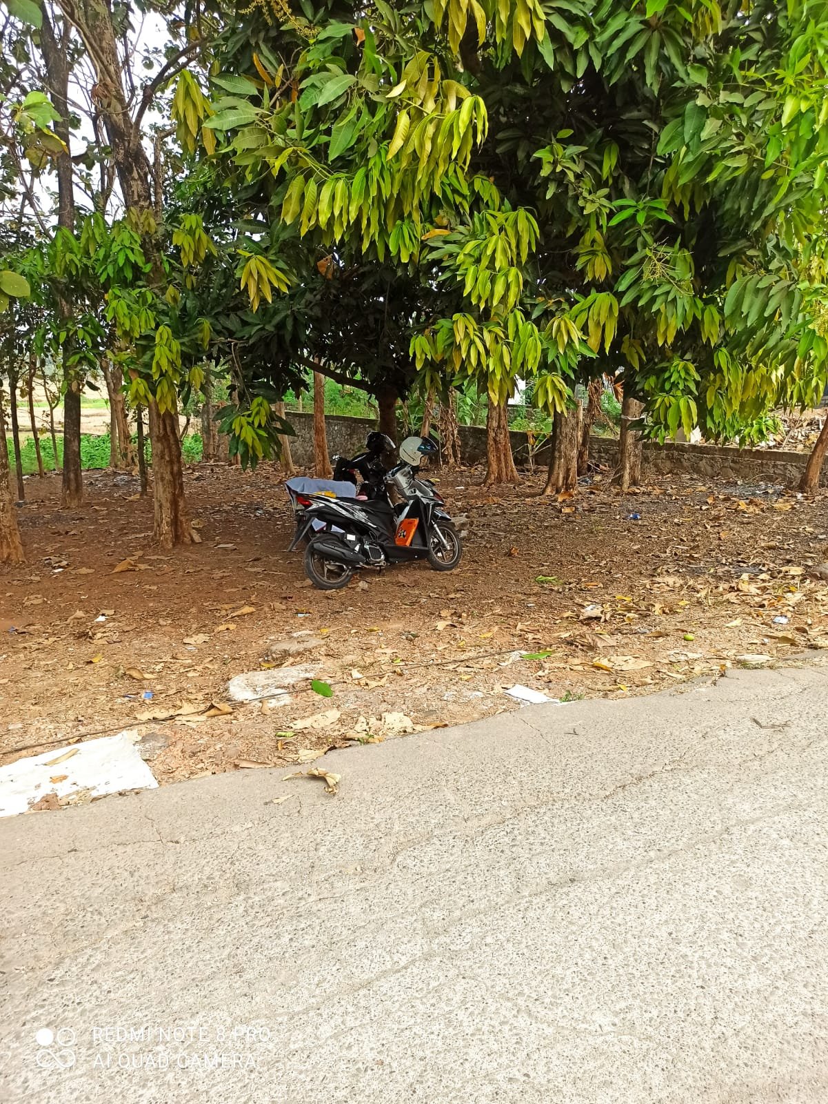 DIJUAL CEPAT TANAH PLUS POHON JATI TANPA PELANTARA. - 8